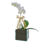Orquídea Plantada